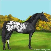 Horse Color:Blue Roan Appaloosa 