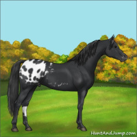Horse Color:Black Appaloosa 
