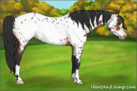 Horse Color:Bay Frame Appaloosa 