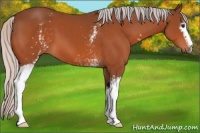 Horse Color:White Spotted Silver Brown 
