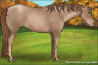 Horse Color:Liver Chestnut Pearl