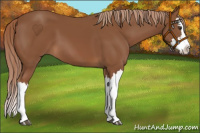 Horse Color:Chestnut Splash 