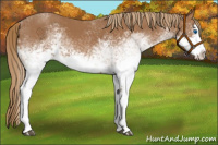 Horse Color:White Spotted Chestnut Splash 