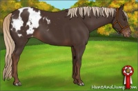 Horse Color:Liver Chestnut Appaloosa