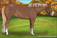 Horse Color:Chestnut Splash 