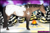 Horse Color:Brown Dun Appaloosa 