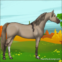 Horse Color:Liver Red Dun 