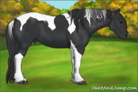 Horse Color:Black Tobiano 