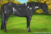 Horse Color:White Spotted Black 