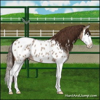 Horse Color:Bay Roan Dun Splash Near Leopard Brindle 