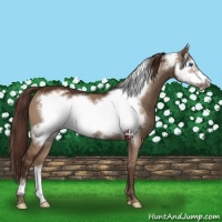 Horse Color:Liver Red Dun Frame Varnish 