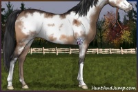 Horse Color:Bay Dun Frame 