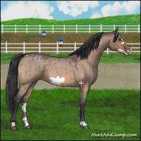 Horse Color:Bay Roan Dun Frame Brindle 