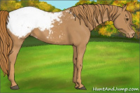 Horse Color:Chestnut Appaloosa