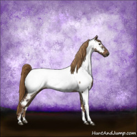 Horse Color:Gray Liver Red Dun Sabino Appaloosa Brindle