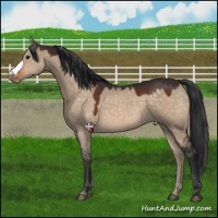 Horse Color:Brown Dun Appaloosa 
