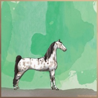 Horse Color:Brown Dun Sabino Appaloosa 