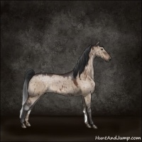 Horse Color:Brown Dun Sabino 