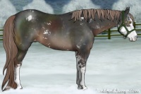 Horse Color:Liver Chestnut Sabino Appaloosa 