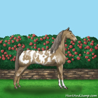 Horse Color:Chocolate Palomino Dun Appaloosa