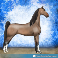 Horse Color:Bay Dun