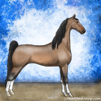 Horse Color:Bay Dun