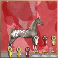 Horse Color:Liver Red Dun Appaloosa 