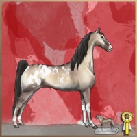 Horse Color:Liver Red Dun Onyx Appaloosa Brindle 