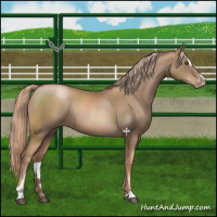 Horse Color:Liver Chestnut Pearl Sabino Varnish Rabicano 