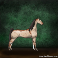 Horse Color:Bay Dun Sabino Brindle 