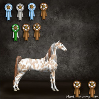 Horse Color:Buckskin Pearl Sabino Leopard 