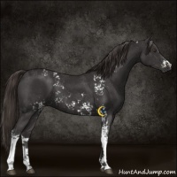 Horse Color:White Spotted Liver Chestnut Sabino 