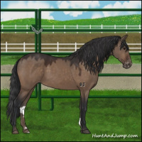 Horse Color:Brown Dun Varnish 