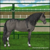 Horse Color:Grullo Appaloosa