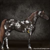 Horse Color:White Spotted Liver Chestnut Ice 