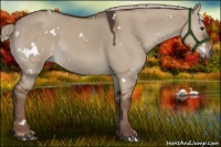 Horse Color:White Spotted Liver Red Dun 