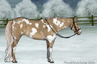 Horse Color:White Spotted Chocolate Palomino Dun 
