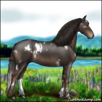 Horse Color:White Spotted Liver Chestnut Rabicano 