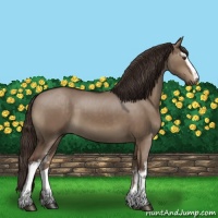Horse Color:White Spotted Liver Red Dun