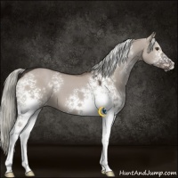 Horse Color:White Spotted Liver Red Dun 