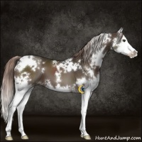 Horse Color:White Spotted Liver Chestnut Splash 