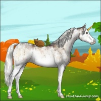 Horse Color:White Spotted Liver Red Dun Ice Onyx Mushroom Splash Rabicano Brindle