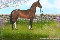 Horse Color:Bay Appaloosa Rabicano 