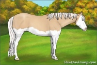 Horse Color:Silver Classic Champagne Splash 
