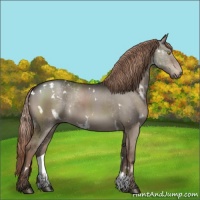 Horse Color:White Spotted Liver Red Dun 