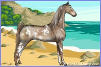Horse Color:White Spotted Liver Red Dun 