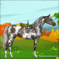 Horse Color:White Spotted Silver Brown Ice Dun Brindle