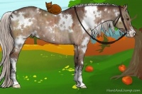 Horse Color:White Spotted Silver Brown Dun Sabino