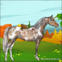 Horse Color:White Spotted Silver Brown Dun Brindle 