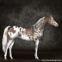 Horse Color:White Spotted Liver Chestnut Frame Appaloosa